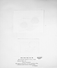 Puccinia hieracii image